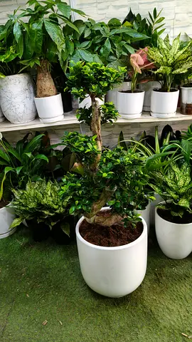 Bonsai indoor plant