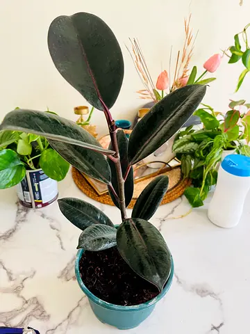 Elegant Rubber Tree Plant for Your Home