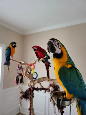 Macaws parrot for adoption
