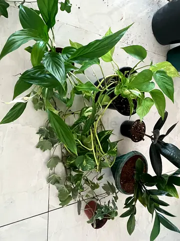 Assorted Indoor Potted Plants for Sale
