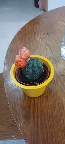 plant to sell
