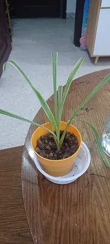 plant 4 sale