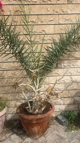 palm tree with desert rose