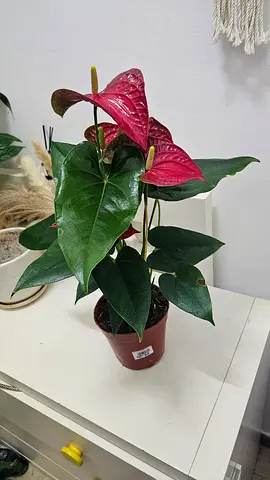 Elegant Red Anthurium – Healthy Indoor Plant
