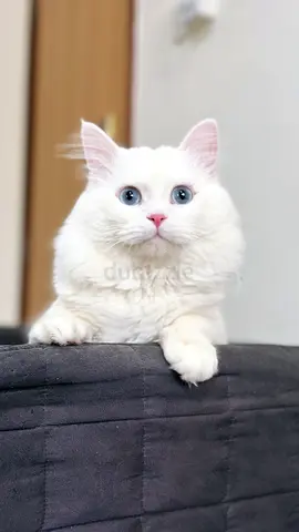 Stunning White Persian Cat Looking for a Loving Home