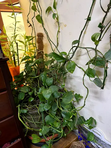 Indoor Potted Plant - Beautiful and Lush Greenery