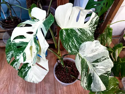 Monstera Albo. 4 large leaves. Well settled in leca. AED425/-. Pickup near financial center metro st