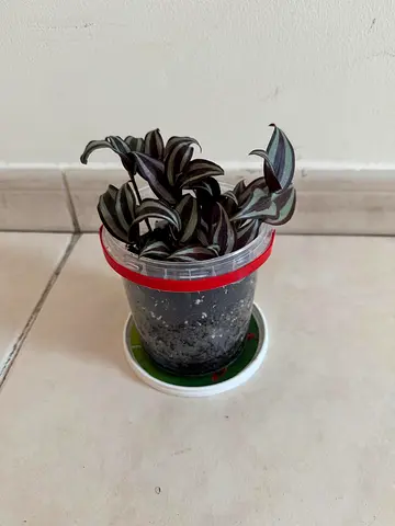 Beautiful Tradescantia Zebrina Indoor Plant in Pot