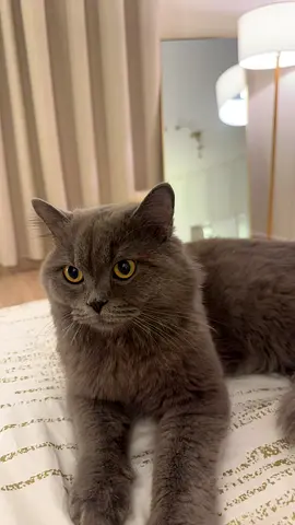 cat for free adoption