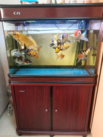 Beautiful Wooden Aquarium with Stand