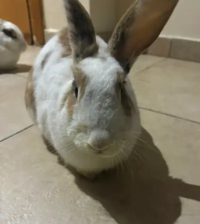 Loving Home Needed for Two Sweet Bunnies