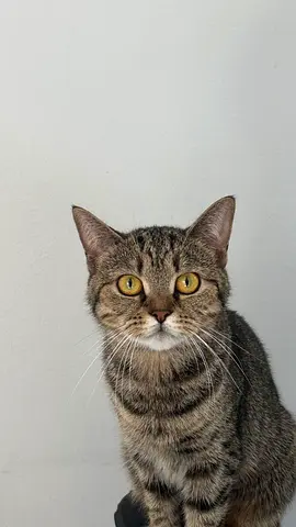 عجمان - مشيرف