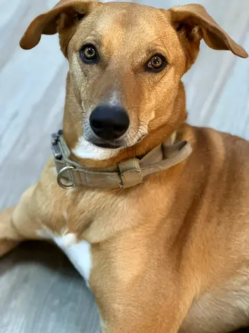 Friendly Labrador–Malinois Mix Seeking Responsible Home – Abu Dhabi