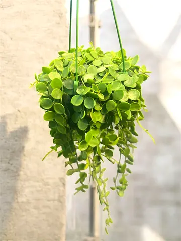 Dischidia Nummularia Indoor Plant for Sale Dubai UAE | Hanging Plant