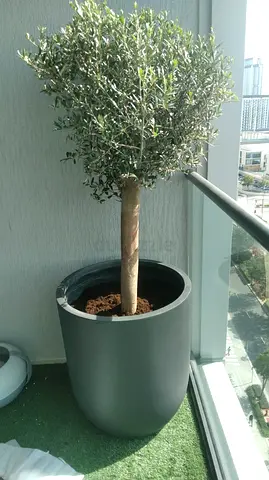 Stylish Olive Tree in Modern Planter