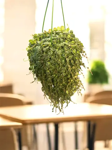String of Pearls Indoor Plant for Sale Dubai UAE | Hanging Succulent
