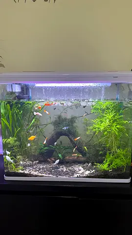 Planted aquarium for sale with fish and all aquarium accessories