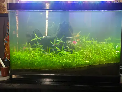 Beautiful Fish Aquarium with Lush Greenery