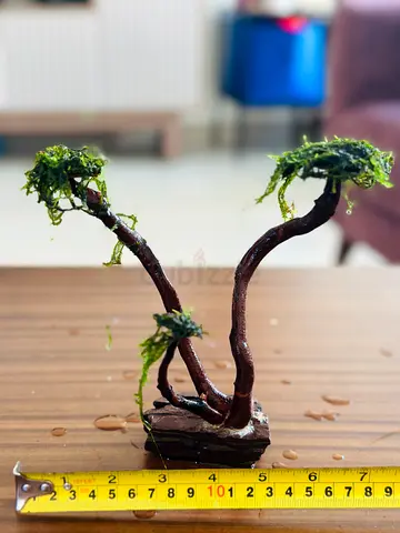 Aquarium Moss Tree-Abudhabi