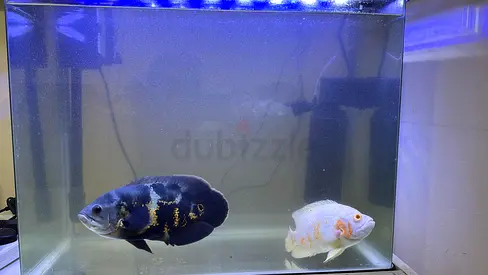 Fish tank with two big Oscar fish