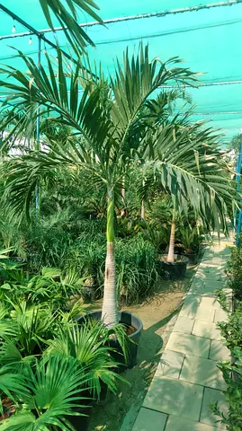 Beautiful Indoor Palm Plant for Sale