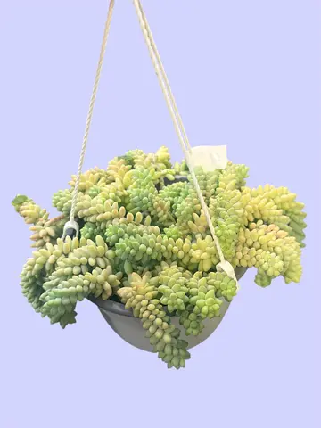 Burro’s Tail (Sedum morganianum) – Hanging Succulent for Stylish UAE Interior