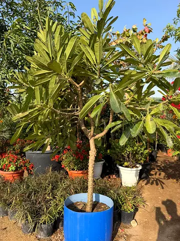 Frangipani Tree Plumeria Tree (Plumeria obtusa or rubra) Outdoor Plant UAE