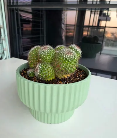 Cactus plant