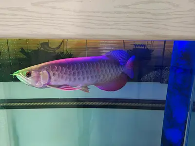 Aquarium clear glass for sale