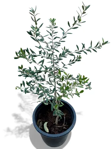 Olea europaea Olive Tree Outdoor Plants for Sale Dubai