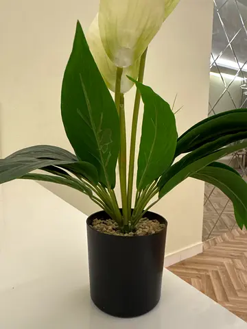 Stylish Indoor Plant in Modern Pot