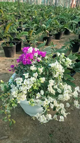 Beautiful Bougainvillea Plant For Your Garden