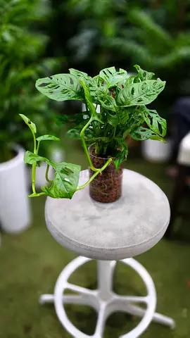 Monkey Monstera indoor plant