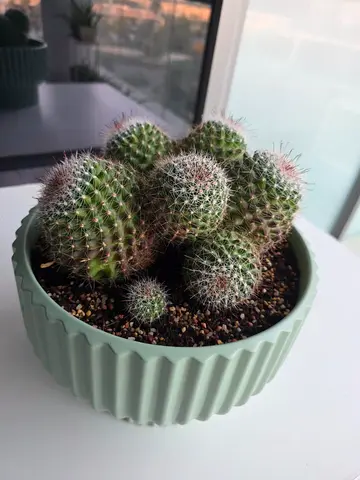 Cactus plant