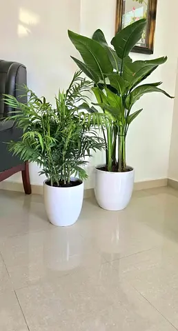 Stylish Indoor Plants in Elegant White Pots