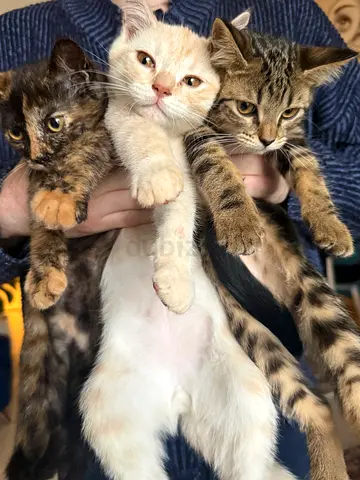 Sweet male cat for adoption – Abu Dhabi