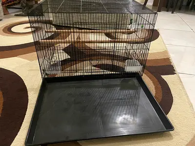 Big birds cage