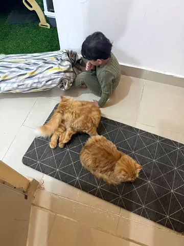 Cats for free adoption