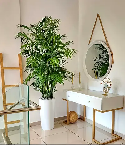 Bumbo Areca palm with pot