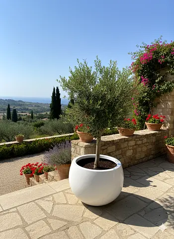 Elegant White Planter with Olive Tree