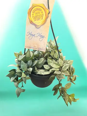 Hoya Eskimo Indoor Plant for Sale Dubai UAE | Hanging Plants Online