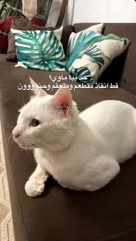 Sweet White Cat Looking for a Home