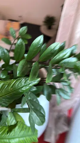 Indoor plants