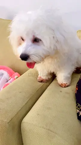 Adorable Puppies Ready for a New Home