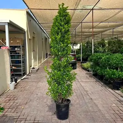 Elegant Artificial Potted Tree for Home Decor