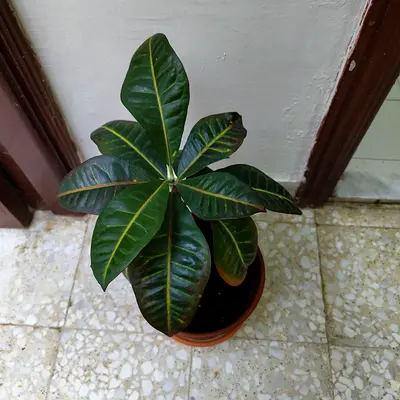 Indoor Potted Plant - Croton