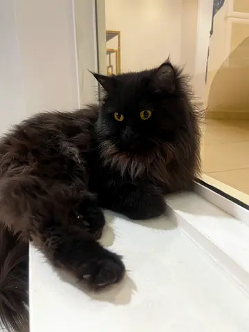 Adorable Black Persian Cat Looking for a Loving Home