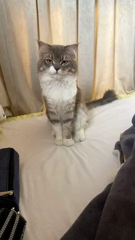 Adorable Maine $%! Cat Looking for a Loving Home