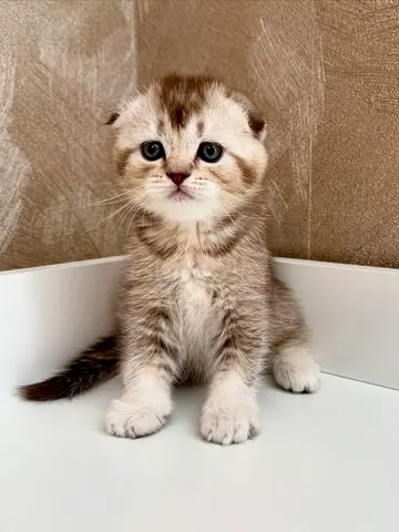 Adorable Scottish Fold Kitten Looking for a Loving Home