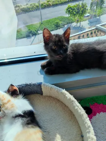 Cats for free adoption